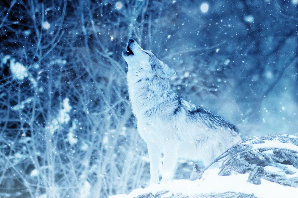 Crying wolf - false marketing